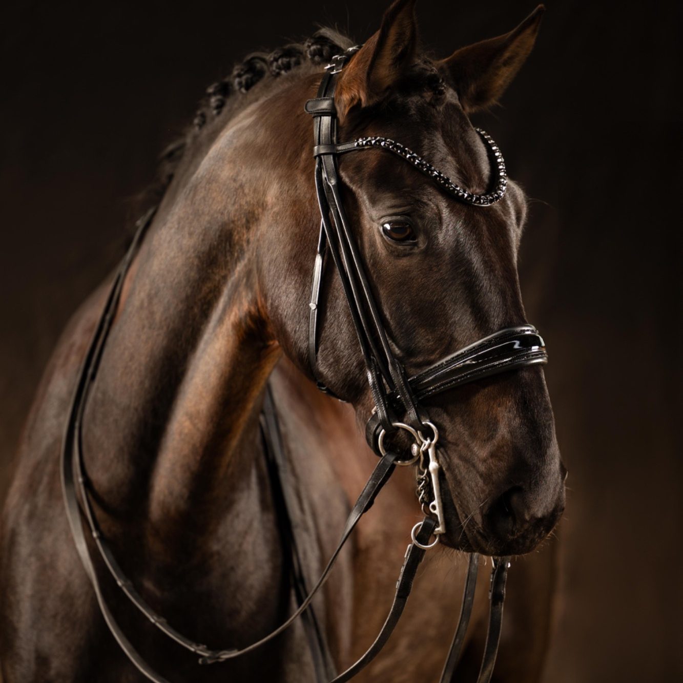 Schwarzes Pferd mit Kandare, elegant posed vor dunklem Hintergrund.